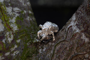 Cicada Shell Pin - Sterling Silver