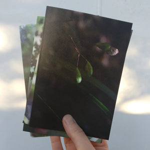 Greeting Cards- Help us fund native tree plantings