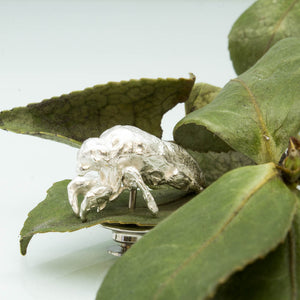 Cicada Shell Pin - Sterling Silver